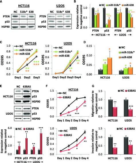 Functional Relevance Of Physiological Levels Of Mir And Mir C