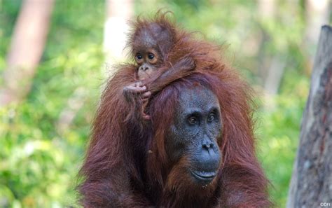 Sozialstrukturen Der Menschenaffen Orang Utans In Not E V