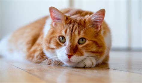 Comment bien nourrir un chat qui reste à l intérieur Jardiland