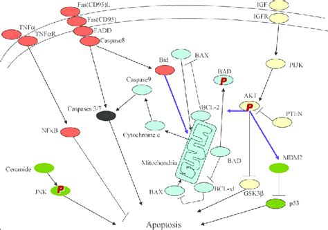 There Are The Extrinsic Receptor Mediated Red And Intrinsic