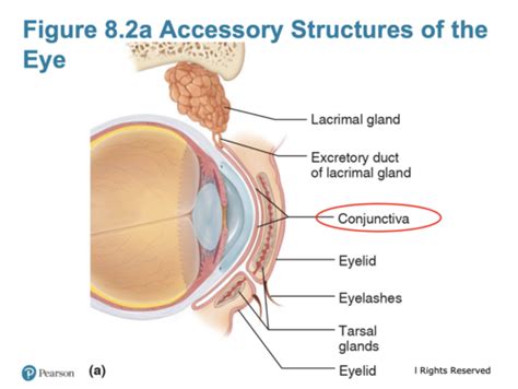 Human Bio Chapter 8 Special Senses Flashcards Quizlet