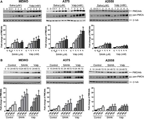 Frontiers Histone Deacetylase Inhibitor Treatment Increases The