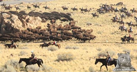 Antelope Island Bison Roundup 2023 in Utah - Rove.me