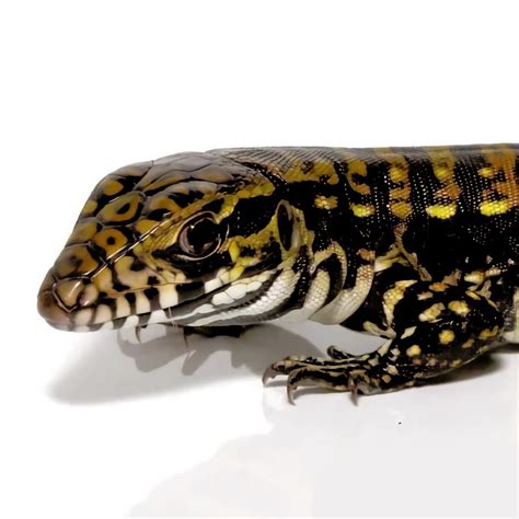 Argentine Tegu Morph & Hybrid List - Pets With Scales