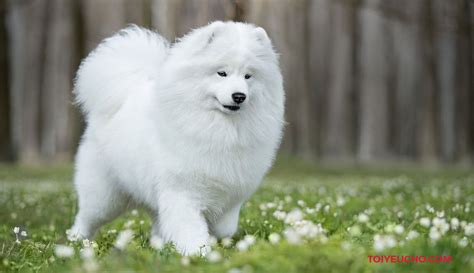 Chó Samoyed - Nàng Bạch Tuyết Của Xứ Sở Siberia