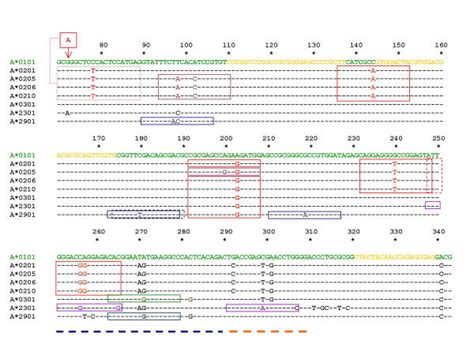 HLA A Locus Exon II Nucleotide Sequence Alignment Of Alleles Relevant