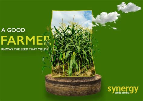 Synergy Seeds Zambia On Linkedin A Good Farmer Knows The Seed That Yields