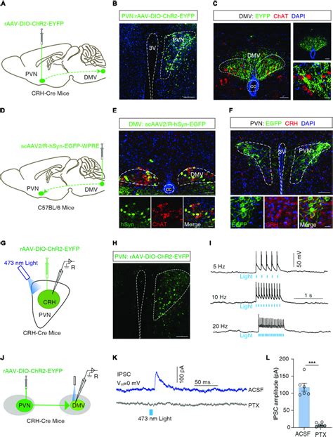 Dissection Of The Pvn Crh To Dmv Chat Pathway A Schematic Of Pvn