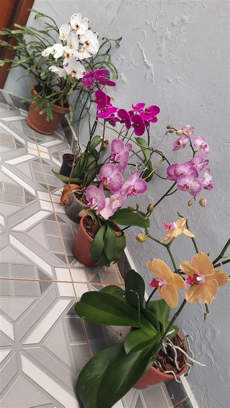 Pin De Sarah Long Em Orchids Orqu Deas Hortas Pequenas Jardinagem