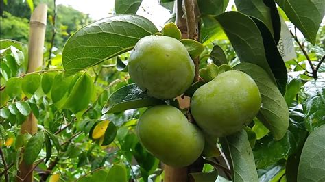 Frut Feras Produzindo Em Vaso Pera C Qui Atemoia Bacupari Mirtilo