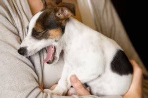 Parainfluenza Canina Como Proteger O Seu Peludo Labovet Produtos