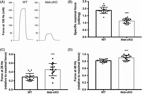 Submaximal And Maximal Forces From 12 Month Old Wt N 18 And Neb Cko