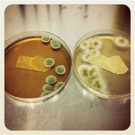 Aspergillus | Medical laboratory, Microbiology, Food