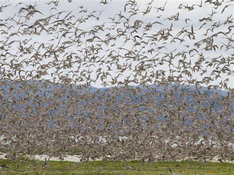 Flock Of Migrating Birds Smithsonian Photo Contest Smithsonian Magazine