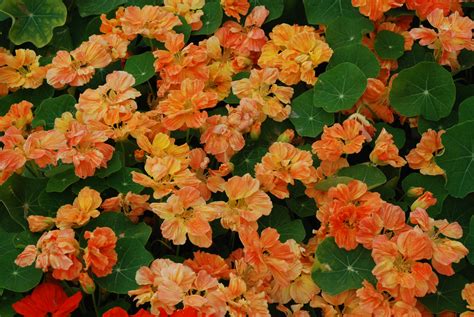 Amazing annuals: Tropaeolum | The Biking Gardener