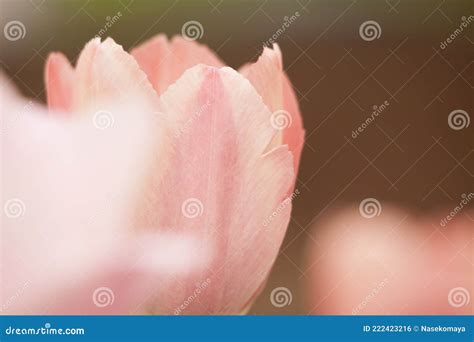 Hellrosa Tulpenblume Unter Der Sonne Stockfoto Bild Von Horizontal