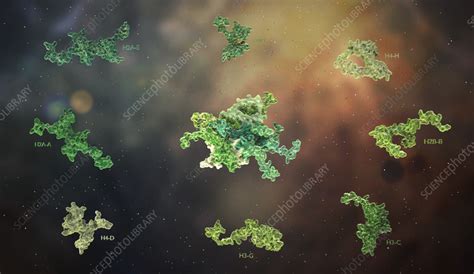 Histone , illustration - Stock Image - C056/2927 - Science Photo Library 