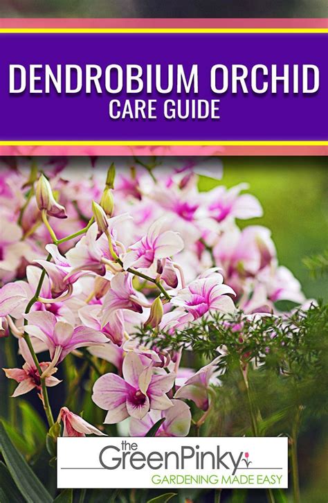 How To Grow Dendrobium Orchids — Our Guide With Tips Dendrobium