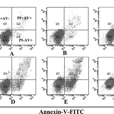 Jac A Caused K562 Cell Apoptosis 106 Of K562 Cells Were Treated With Download High