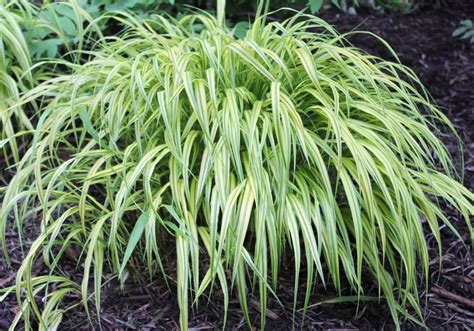 10 Of The Best Variegated Plants Garden Housecalls