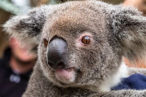 Koala Conservation Reserve Gotravelyourself