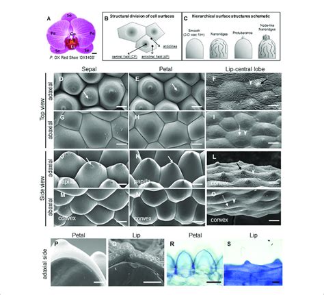 Ultrastructure Of Floral Epidermal Cells In The Cultivar P Ox Red