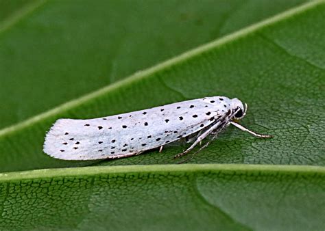 16 001 Yponomeuta Evonymella BF 424 Bird Cherry Ermin Flickr