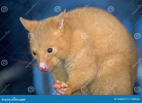 A golden possum stock image. Image of australia, sharp - 124522171