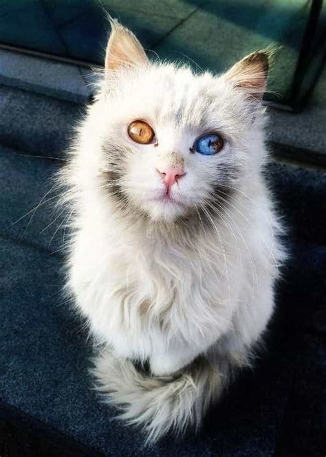 20 Beautiful Animals With Heterochromia (Photos)