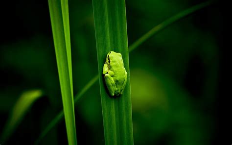 Green Frog On Grass Hd Wallpaper Wallpaper Flare