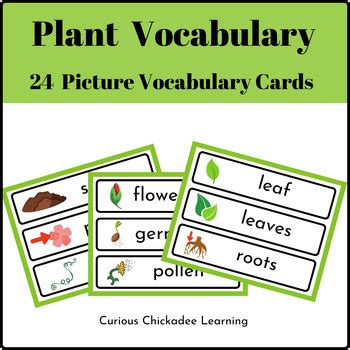 Plant Vocabulary Word Wall Cards By Curious Chickadee Learning Tpt