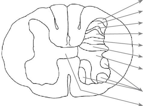 Laminae in the dorsal horn | Download Scientific Diagram