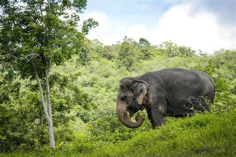 2023 Phuket Elephant Sanctuary Canopy Walkway Tour