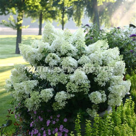 Гортензия метельчатая Бобо (серия Патио) из каталога Гортензия – купить ...