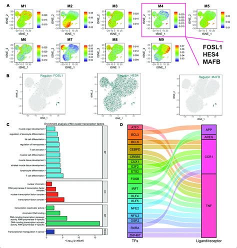 Cluster Analysis Of Target Genes In Exercise Regulated Ad Monocytes