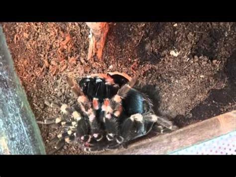 Brachypelma Smithi Molting Timelapse Youtube