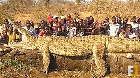 12 Largest Reptiles Ever Captured By Humans Reptile Keeper