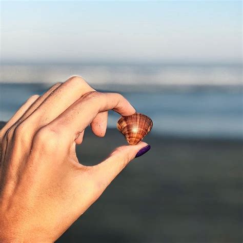 Essas Pequenas Conchas Tamb M Trazem Boas Lembran As Para Voc S Eu