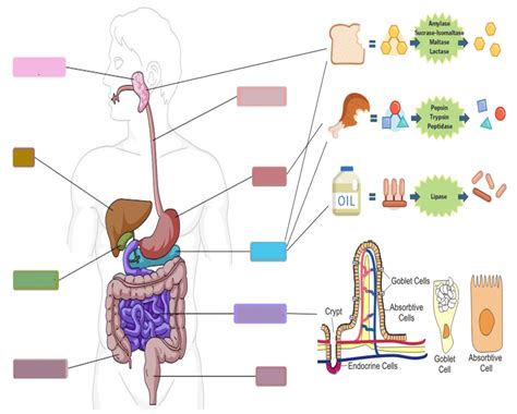 Igcse Cie Digestive System Diagram Quizlet