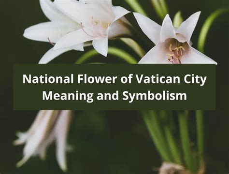 What is the national flower of Vatican City, Meaning and Symbolism