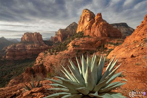 Sedona Agave Over Sandstone Buttes