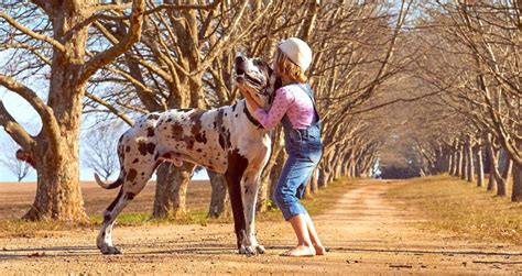 5 Things To Know About Great Danes