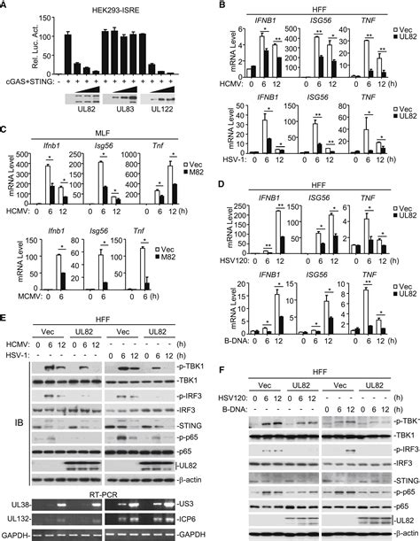 Human Cytomegalovirus Tegument Protein Ul Inhibits Sting Mediated