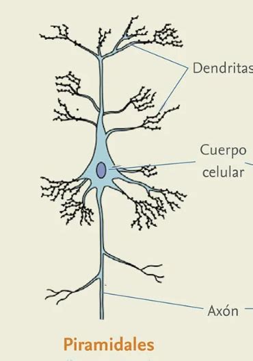 Print Froggy Jumps Estructura De Las Neuronas Biolog A