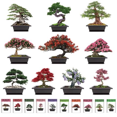 Buy Meekear 10 Bonsai Kit Growing Into Acacia Wisteria Sakura Red