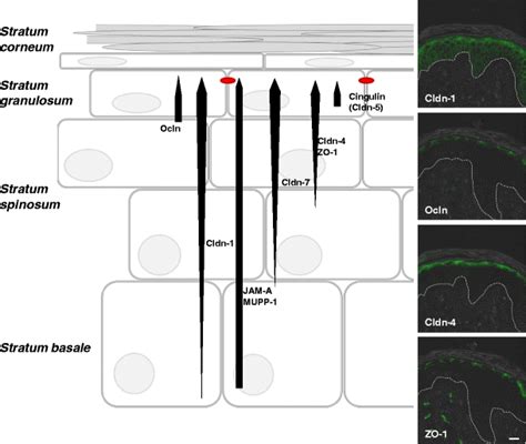 Schematic Overview Of The Mammalian Epidermis With Tight Junction Tj