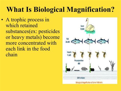 PPT - BIOLOGICAL MAGNIFICATION PowerPoint Presentation - ID:5679610