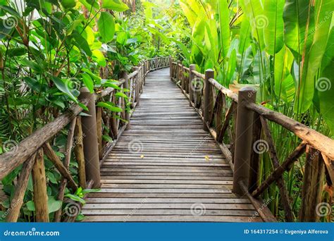 Wooden Walkway Through A Tropical Garden Stock Photo Image Of