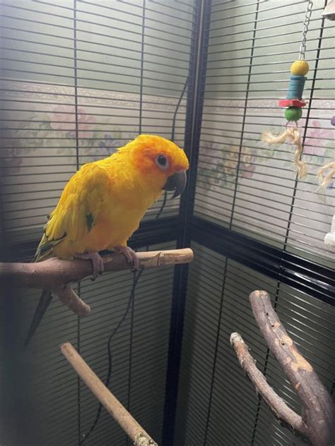 Beautiful Female Sun Conure With DNA Online Bird Auctions