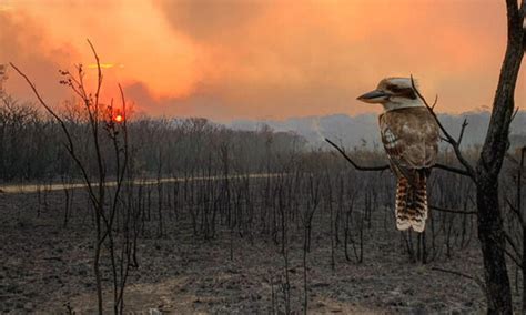 Australia S Devastating Bushfires Stories WWF